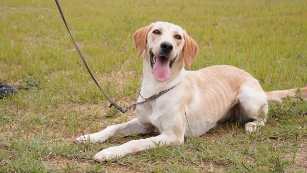 민간 분양 대상견 23두 중 한 마리인 ‘예담’의 모습이다. [사진=관세청 제공]