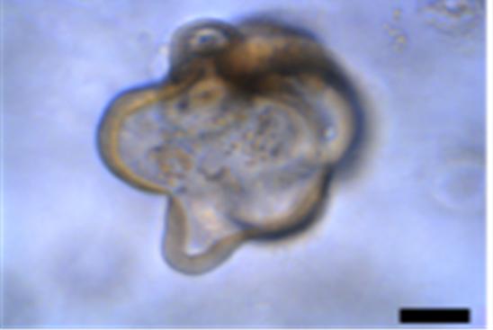 한우 소장 오가노이드(3차원 체포 집합체) 모습 [사진=농촌진흥청]