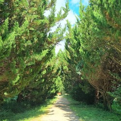 ‘천개의 향나무숲’ 전경 (사진=바바그라운드)