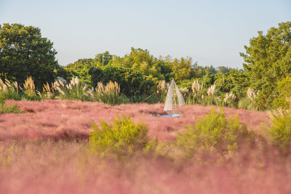 제주 허브동산 핑크뮬리 정원 (사진=제주 허브동산)