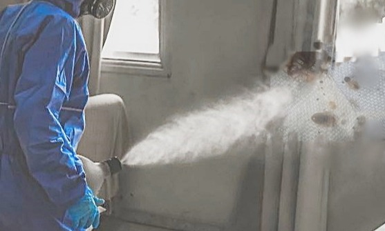 정부는 빈대확산방지를 위해 노력하고 있다[사진=np 자료 사진 일러스트 합성]