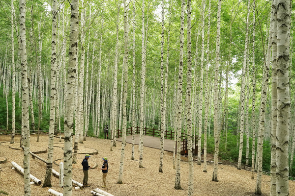 인제군 자작나무 숲(강원도 인제군 원대리) (사진=산림청)