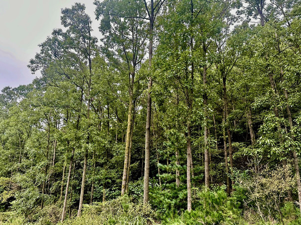 소호리 참나무숲 (사진=산림청)