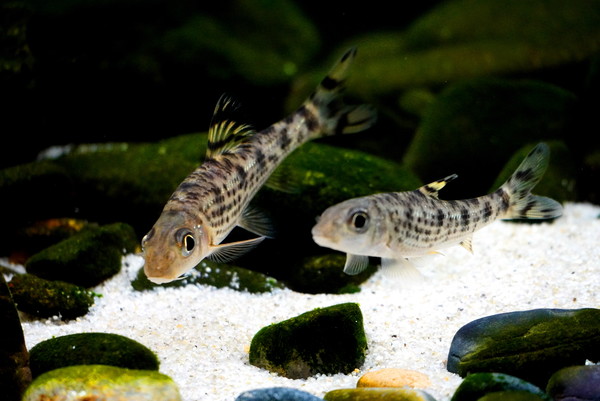 금강 어름치 (사진=해양수산부 국립수산과학원)