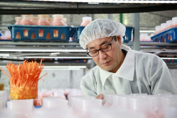 동충하초를 살펴 보고 있는 더 드림 농장의 강석준 대표 [사진= 시사뉴스피플]