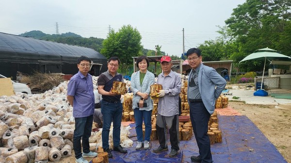 (사진=부산 금정구 오륜동 농장에서 직접 재배한 3~4년 상황버섯)