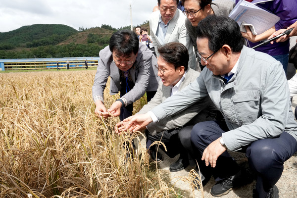 김민석 국무총리와 김영록 전라남도지사가 지난 7일 벼 깨씨무늬병 피해지역 현장인 장흥군 안양면 해창리 일원을 방문해 피해 현황을 살펴보고 있다.(사진=전라남도)