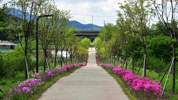 강원특별자치도 원주시 치악산 바람길숲 (사진=산림청)